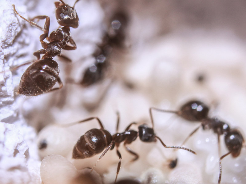 Ameisenbekämpfung Wertingen
